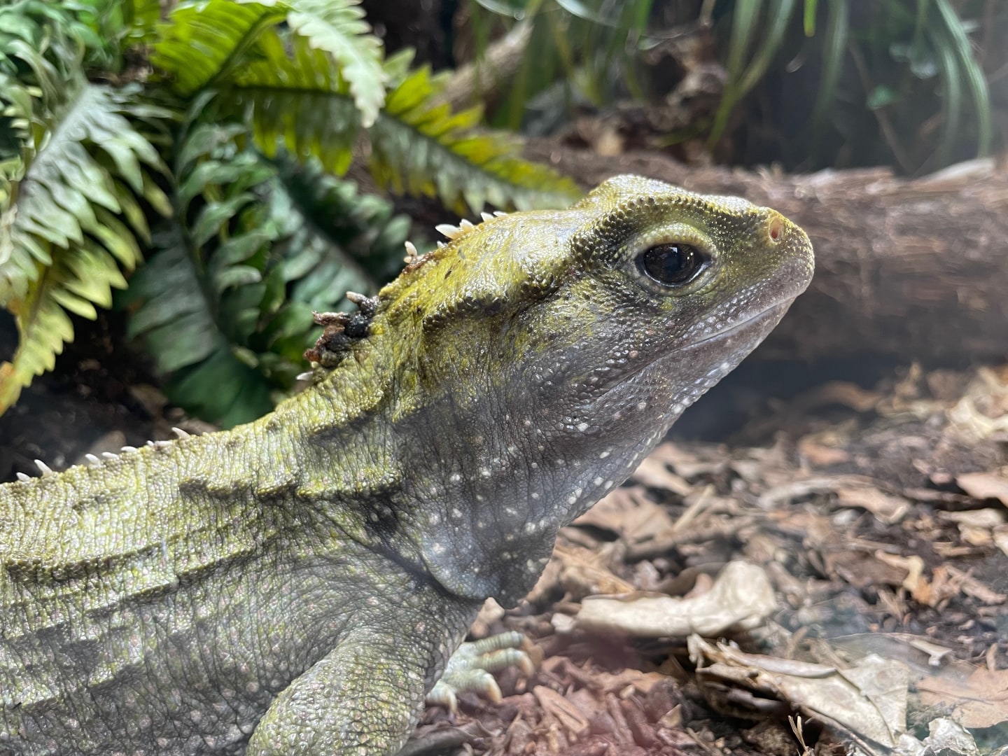 A nonchalant looking lizard in a container.